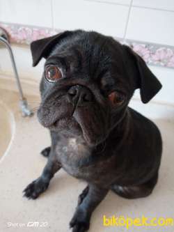 5 Aylık Yavru Pug 2