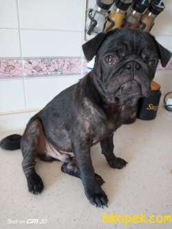 5 Aylık Yavru Pug 4