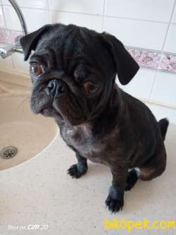 5 Aylık Yavru Pug 3