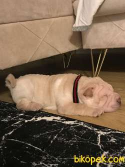 5 Aylık Yavru Shar Pei 2