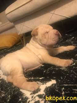 5 Aylık Yavru Shar Pei 4
