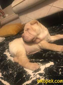 5 Aylık Yavru Shar Pei 1