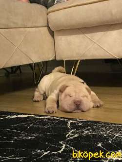 5 Aylık Yavru Shar Pei 3