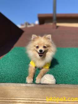 5 Aymık Pomeranian Spitz Oğlumuz 2