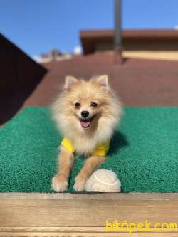 5 Aymık Pomeranian Spitz Oğlumuz 1