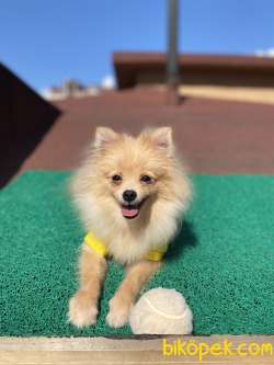 5 Aymık Pomeranian Spitz Oğlumuz 4