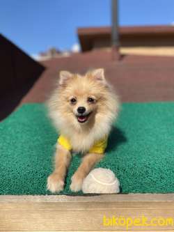 5 Aymık Pomeranian Spitz Oğlumuz 3