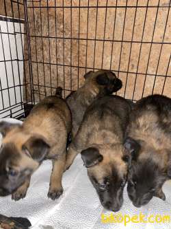 50 Günlük Belçika Malinois Yavrular 1