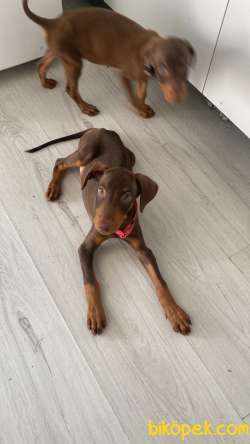 50 Günlük Doberman Yavrularım 4