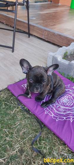50 Günlük Frenç Buldog 4