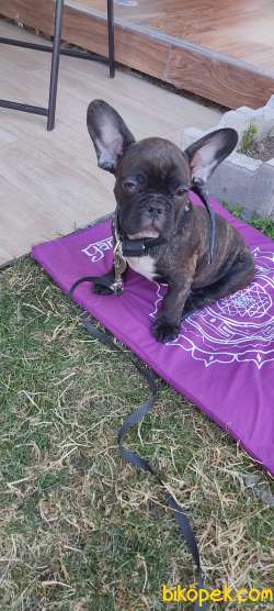 50 Günlük Frenç Buldog 2