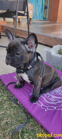 50 Günlük Frenç Buldog 3