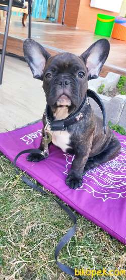 50 Günlük Frenç Buldog 1