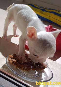 50 Günlük Safkan Orjinal Çok Tatlı  Franch Buldog 3