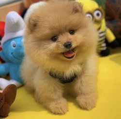 Orijinal Renk PomeranianBoo Yavrularımızdan 4