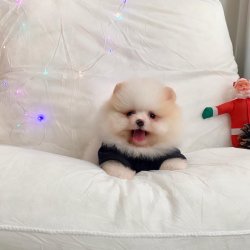 Pomeranian Boo Ayicik Tip Orijinal Yavrularımız 2