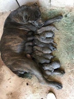 Ruhsatlı Köpek Çiftliğinden A Kalite CANE CORSA Yavruları 4