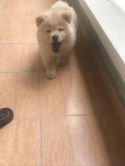 Chow Chow Çi̇n Aslanı Yavrularımız 3