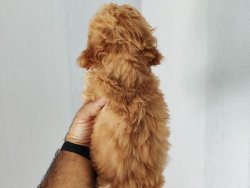 Toy Poodle Super Kalite 2 Aylık Dişi Yavru 5