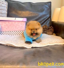 Ayı Surat Boo Pomeranian Yavrular 2
