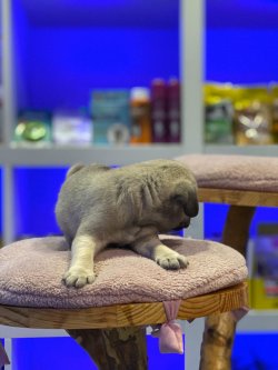 Pug Yavrularımız Irk Garantilidir 2