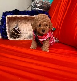 TOY POODLE YAVRULAR 2