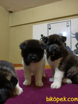 A KALİTE AMERİCAN AKİTA YAVRULAR 3