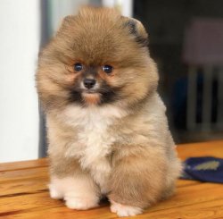 Sıfır Burun Orijinal  Teacup Boy PomeranianBoo Oğlumuz 1