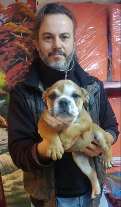İNGİLİZ BULDOG  YAVRULARI 3