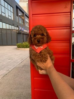 Safkan Toy Poodle Yavrularımız 2