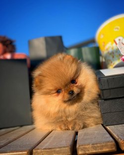 Yarışma Düzeyi PomeranianBoo Yavrularımız Için İletişime Geçiniz 3