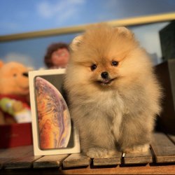 Yarışma Düzeyi PomeranianBoo Yavrularımızdan 4