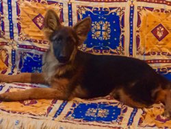 BURSA PAŞA KÖPEK DÜNYASINDAN SECERELİ ALMAN ÇOBAN KÖPEĞİ YAVRULAR 3