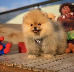 Yeni Yılın İlk Yavrularından PomeranianBoo Oğlumuz 2