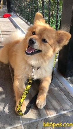 Pomerian Cinsi Oyuncu Köpek 1 Yaşında 2