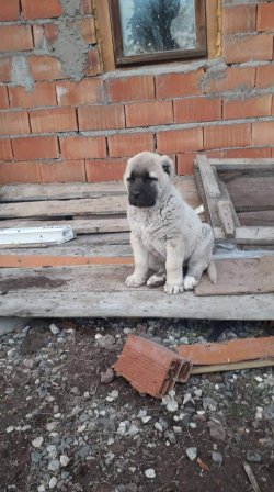 Kangal Yavru Dişi Ve Erkek 3