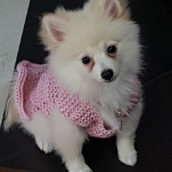 Spitz 1