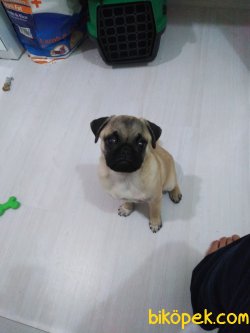 Pug 4 Ekim Doğumlu Aşıları Tam 2