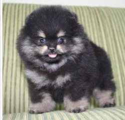 Partycolor Orjinal Pomeranian Yavrular 1