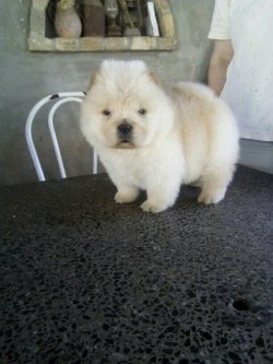 Satılık Chow Chow Yavruları 1