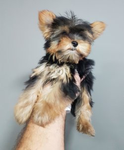 Yorkkshire Terrier Yavrularımız Ultra Teacup 1