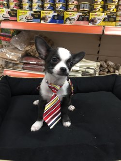Satılık Chihuahua Teacup Yavrular 2