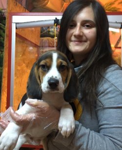 Çiftliğimizden Beagle Yavruları 1