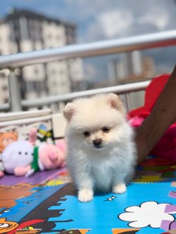 Pomerani̇an Boo 1