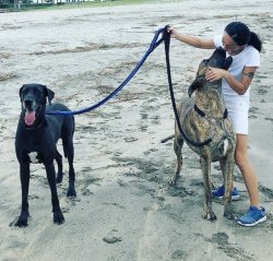 DEV Danua Yavrularımız Irk Garantili 1