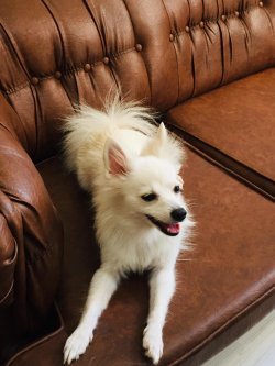 Pomerani̇an 5
