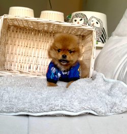 Boo Pomeranian Yavrular 4