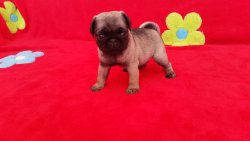 Satılık Pug Mops Yavruları 3