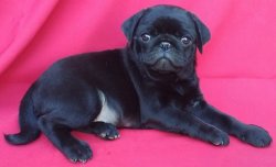 BLACK  PUG YAVRULAR 1