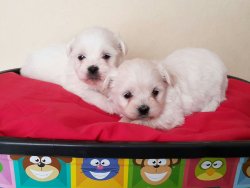 SATILIK 0 BOY MALTESE TERRİER YAVRULARI 1